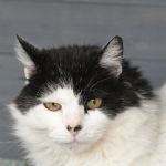  dsc 4191